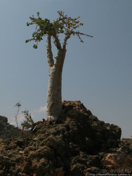 Первое знакомство с Сокотрой. Ущелье Айхевт