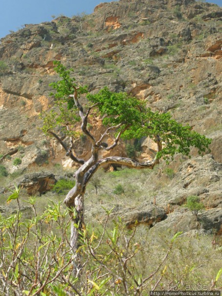 Первое знакомство с Сокотрой. Ущелье Айхевт