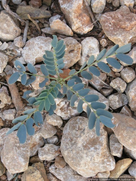 Первое знакомство с Сокотрой. Ущелье Айхевт