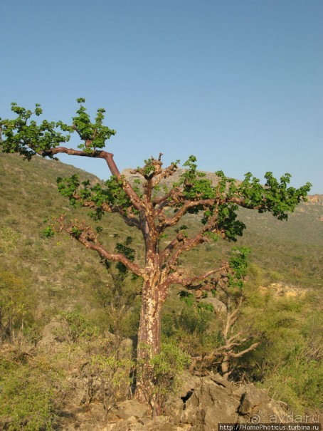 Первое знакомство с Сокотрой. Ущелье Айхевт