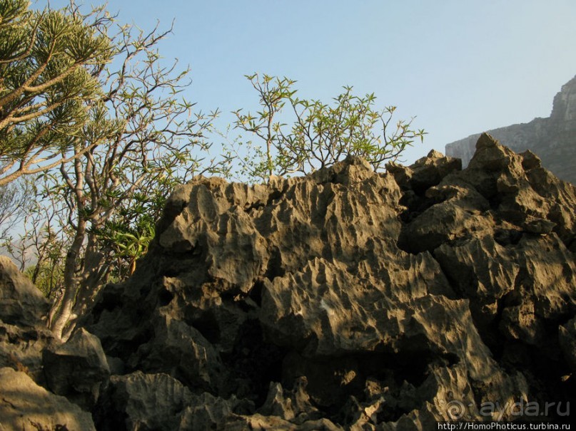 Первое знакомство с Сокотрой. Ущелье Айхевт