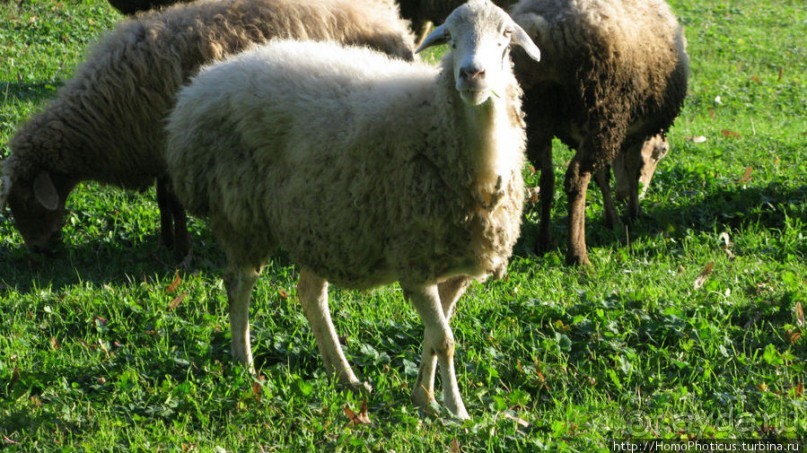 Шекинское ханство