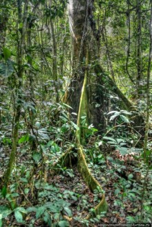 Пигмеи бака. Заповедник Джа, деревня маленьких людей