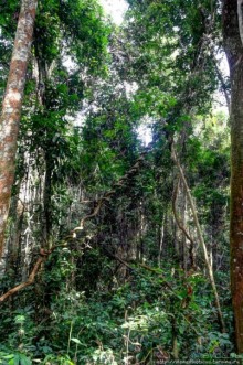 Пигмеи бака. Заповедник Джа, деревня маленьких людей