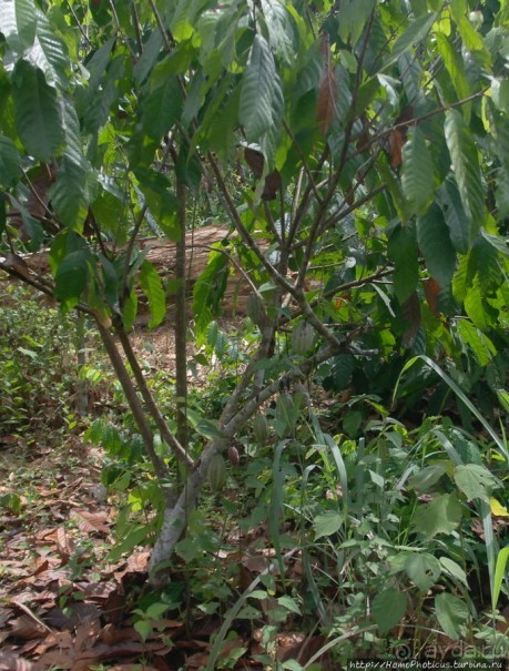 Пигмеи бака. Заповедник Джа, деревня маленьких людей