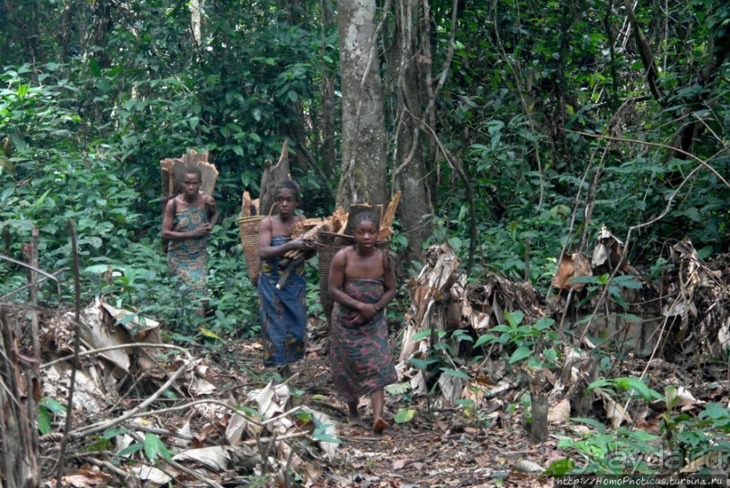 Пигмеи бака. Заповедник Джа, деревня маленьких людей