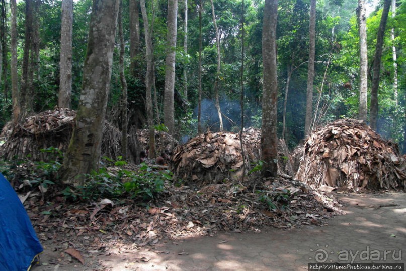 Пигмеи бака. Заповедник Джа, деревня маленьких людей