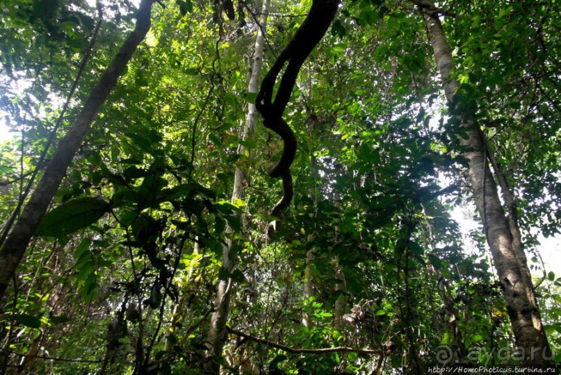 Пигмеи бака. Заповедник Джа, деревня маленьких людей