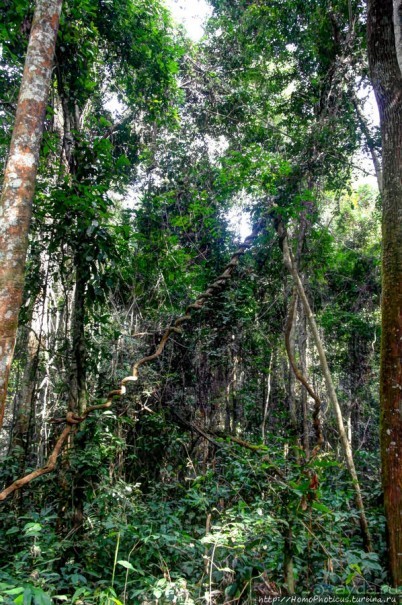 Пигмеи бака. Заповедник Джа, деревня маленьких людей