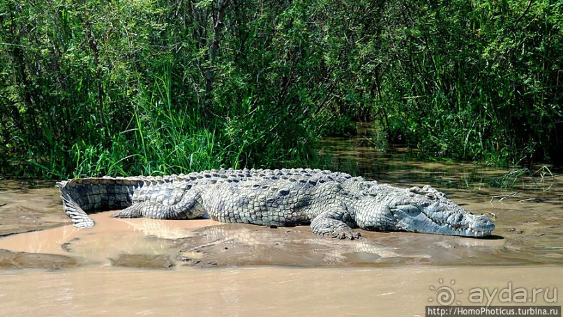 Дикий мир озера Чамо