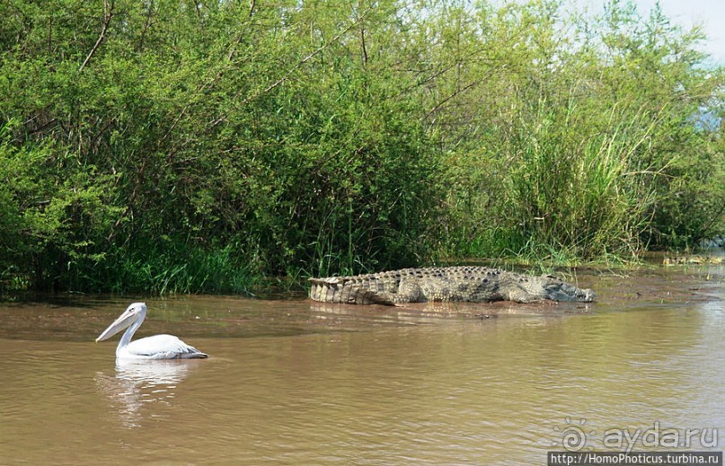Дикий мир озера Чамо