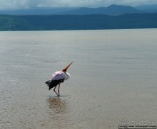 Дикий мир озера Чамо