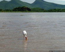 Дикий мир озера Чамо