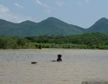 Дикий мир озера Чамо