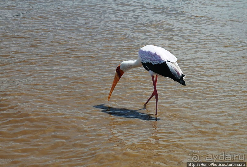 Дикий мир озера Чамо