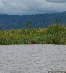 Дикий мир озера Чамо