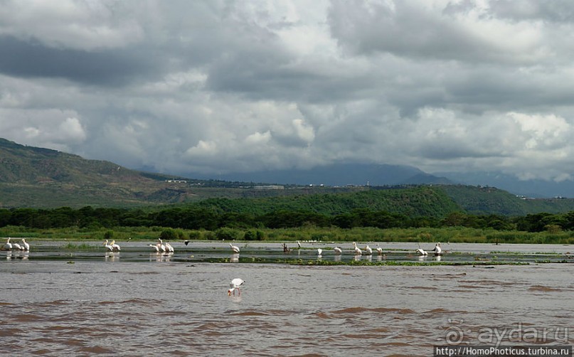 Дикий мир озера Чамо