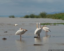 Дикий мир озера Чамо
