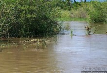 Дикий мир озера Чамо