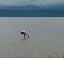 Дикий мир озера Чамо