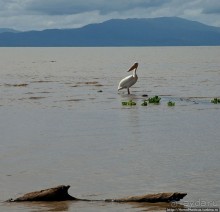 Дикий мир озера Чамо