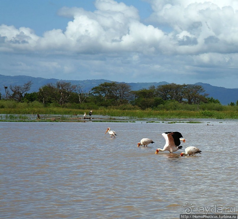 Дикий мир озера Чамо