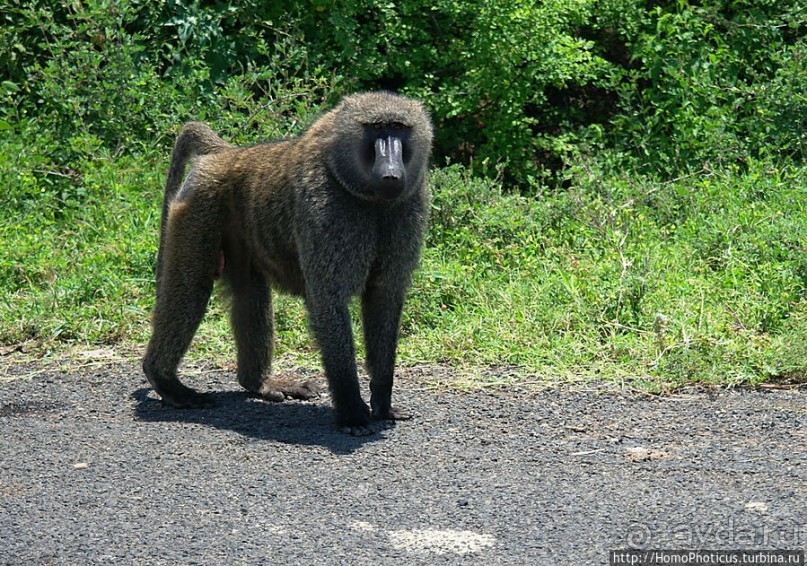Дикий мир озера Чамо