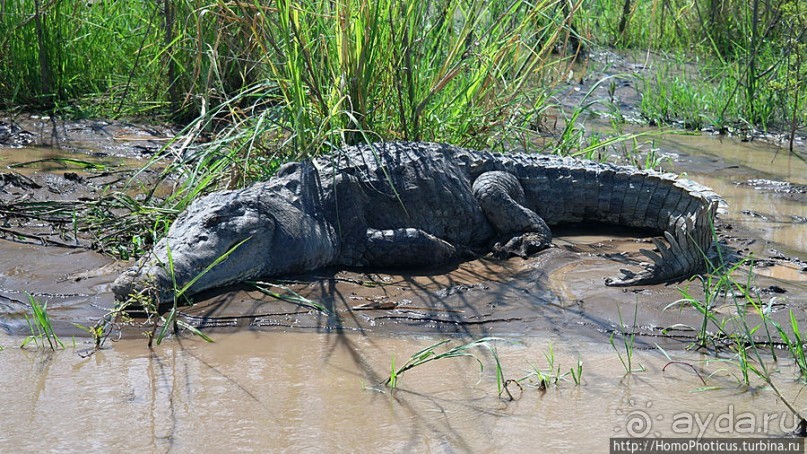 Дикий мир озера Чамо