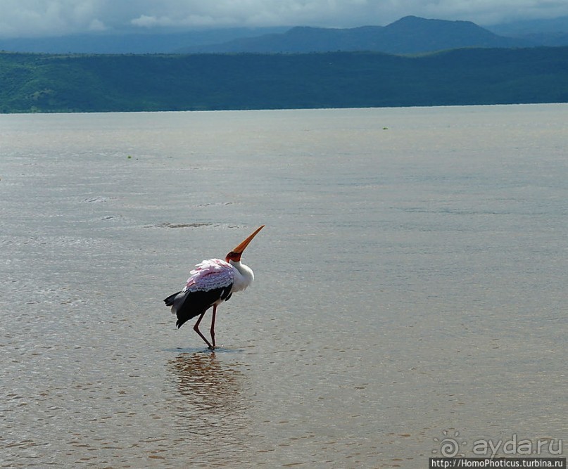 Дикий мир озера Чамо