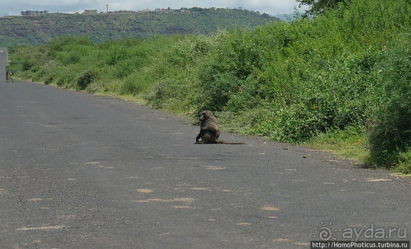 Дикий мир озера Чамо