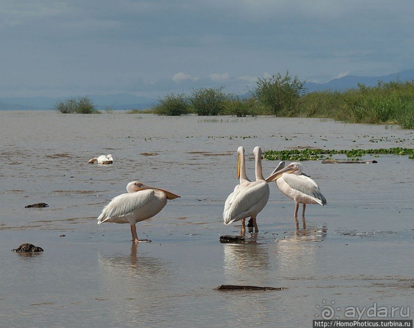 Дикий мир озера Чамо
