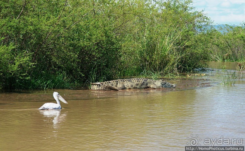 Дикий мир озера Чамо