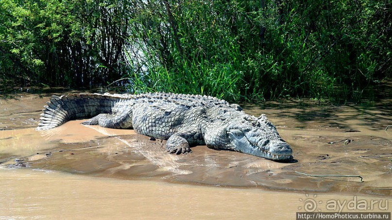 Дикий мир озера Чамо