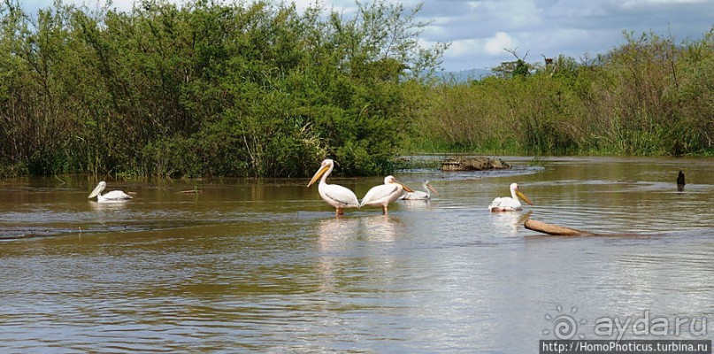 Дикий мир озера Чамо