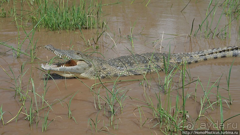 Дикий мир озера Чамо