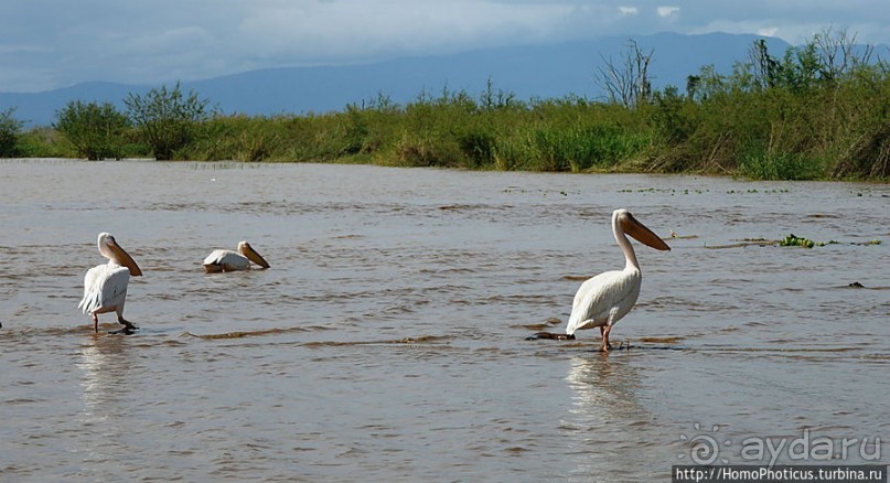 Дикий мир озера Чамо