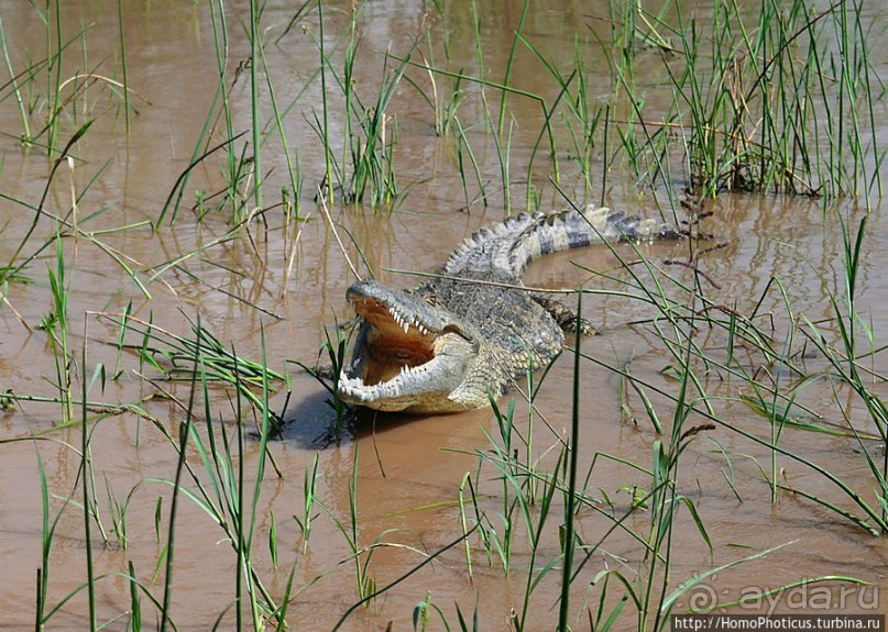 Дикий мир озера Чамо