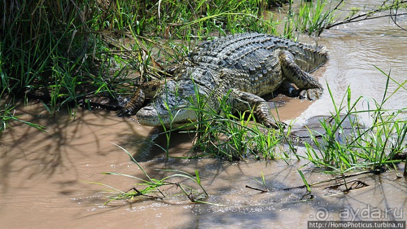 Дикий мир озера Чамо