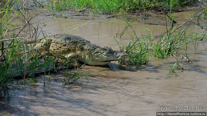 Дикий мир озера Чамо