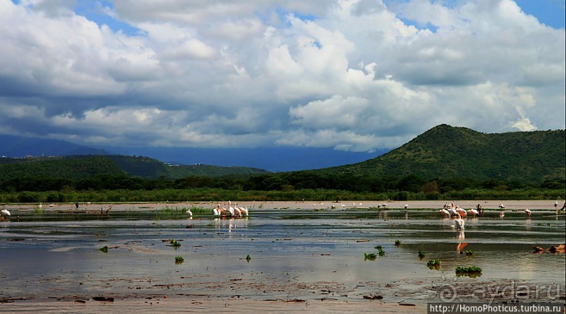 Дикий мир озера Чамо