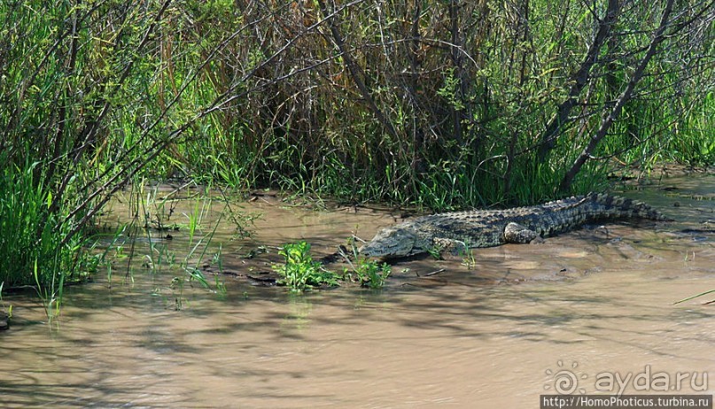 Дикий мир озера Чамо