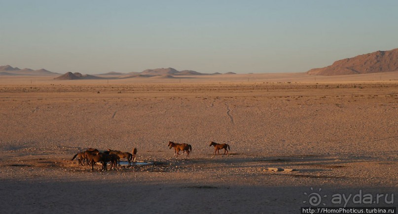 Закатный водопой