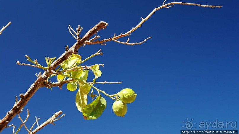 Закатный водопой
