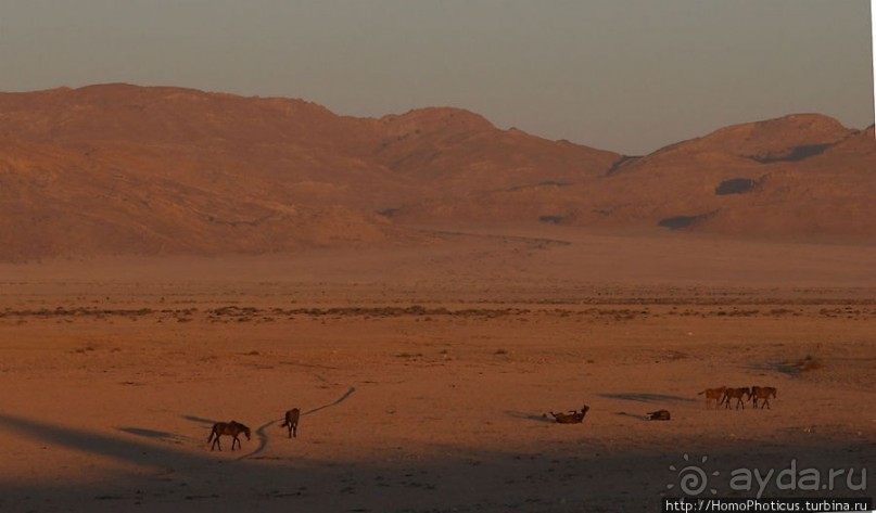Закатный водопой