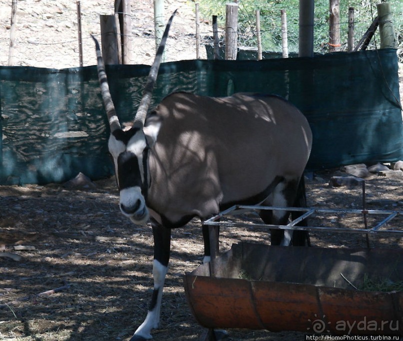 Закатный водопой