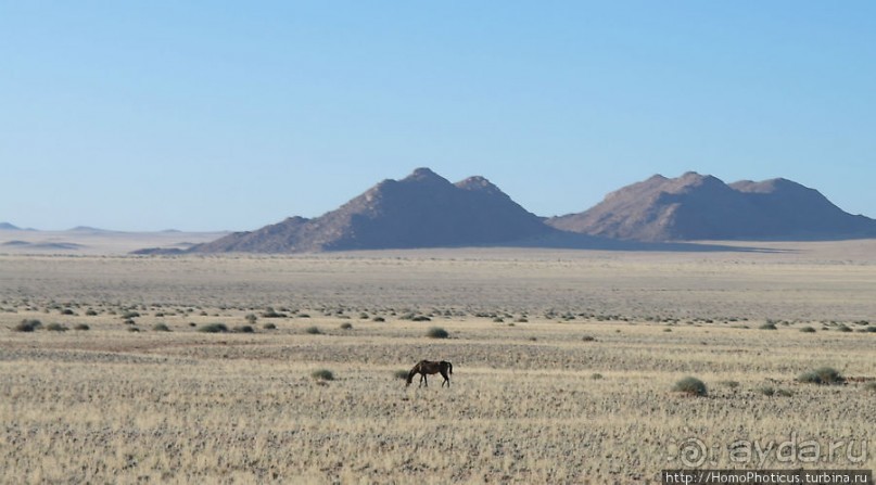Закатный водопой