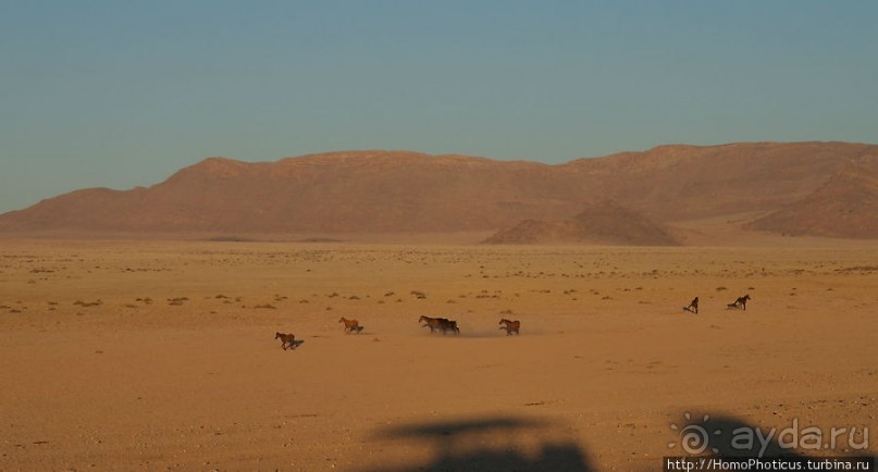 Закатный водопой