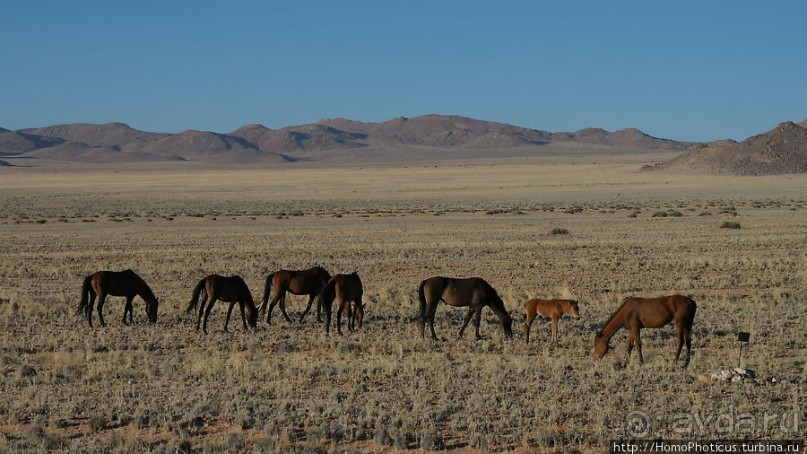 Закатный водопой