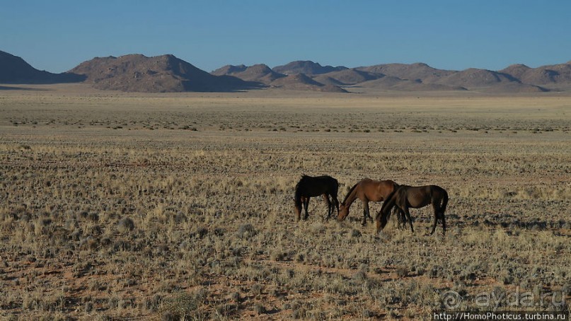 Закатный водопой