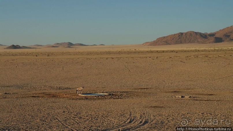 Закатный водопой